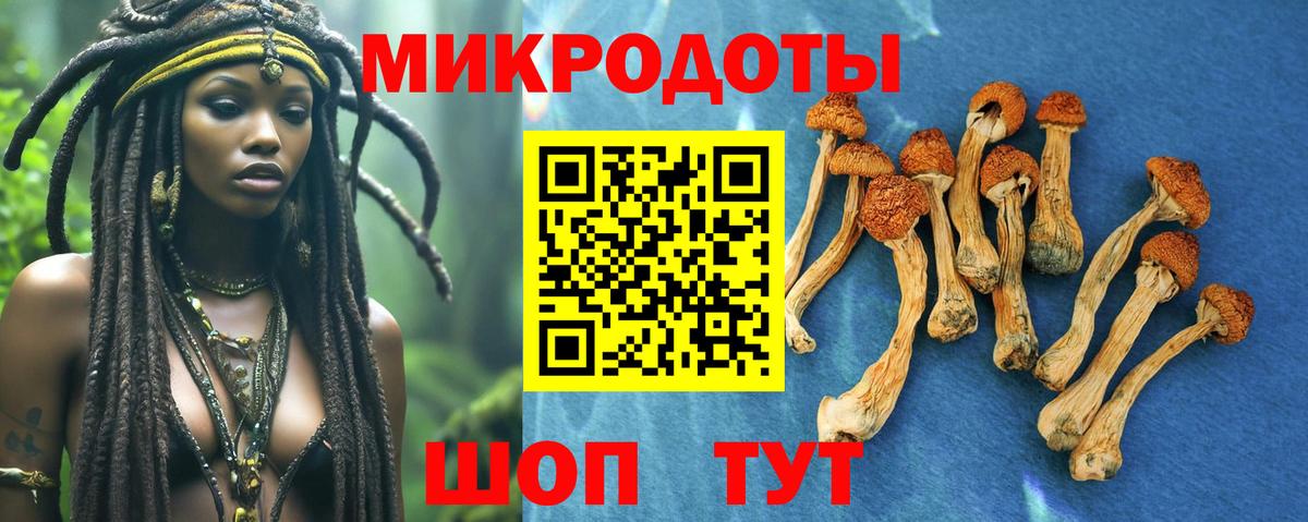 Псилоцибиновые грибы Psilocybine cubensis Северобайкальск
