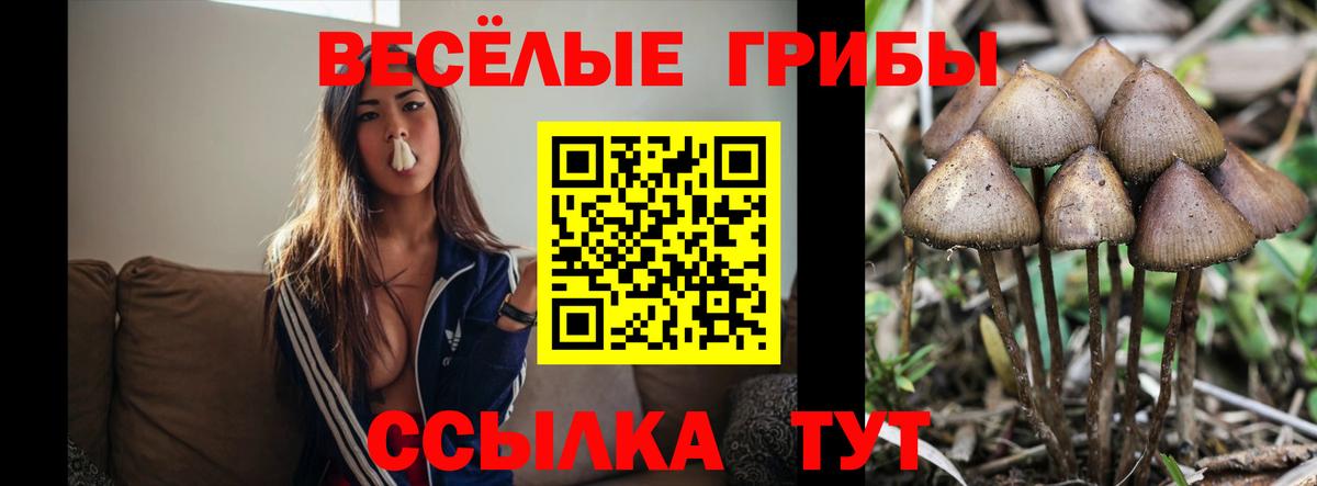 Галлюциногенные грибы Psilocybe  Вход с VPN  Северобайкальск 